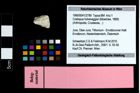 Foto (Objekt + Etikett) von Coelopus hoheneggeri (Moericke, 1889)  (NHMW-GEO-1990-0041-2789)
